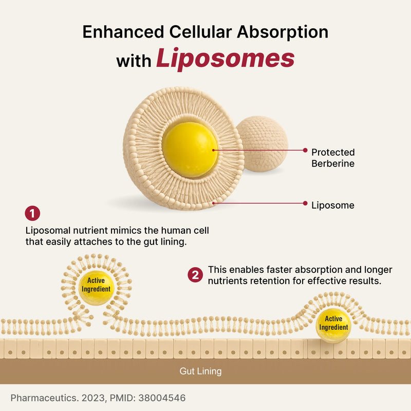 LIPOSOMAL BERBERINE HCl 97%